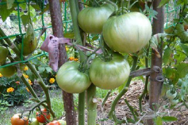 Характеристика и описание сорта томата дикая роза, выращивание