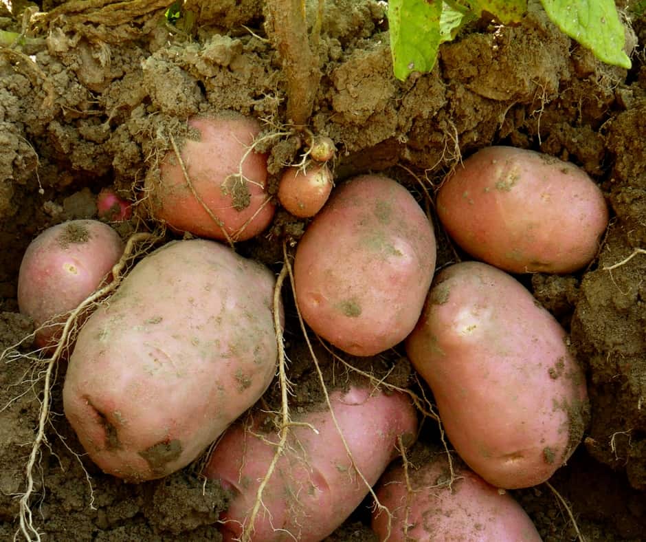 Картофель: урожайные сорта, характеристика, способы посадки, уход