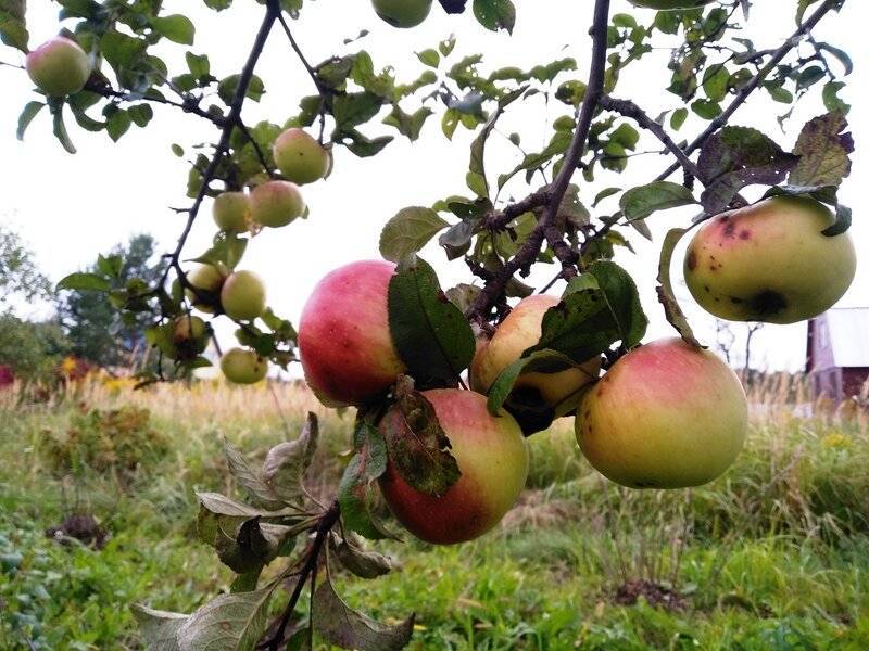 Почему яблоня не цветет и не плодоносит: причины и что делать