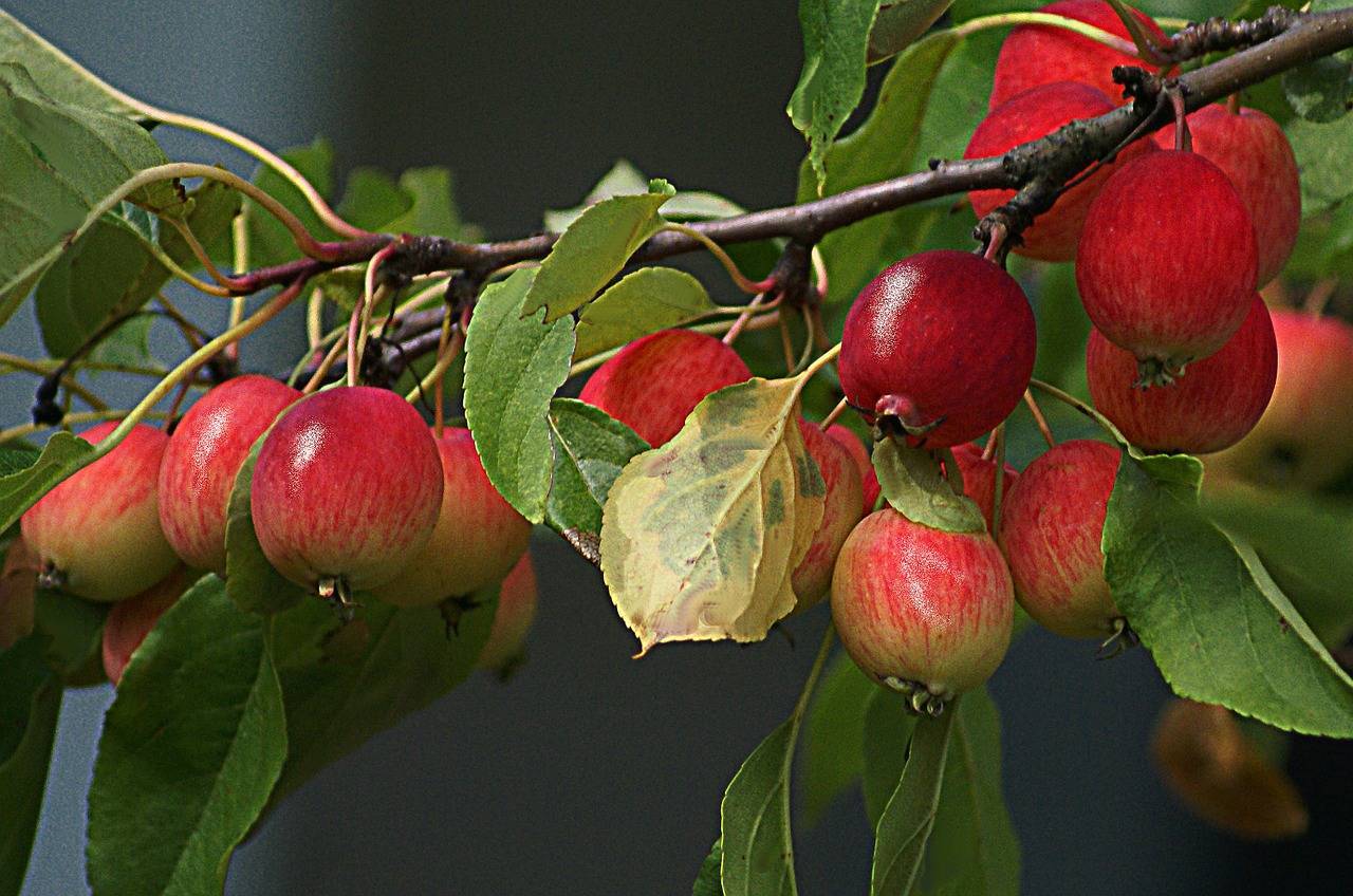 Райские яблочки фрукт. райские яблони: популярные сорта и характеристика плодов