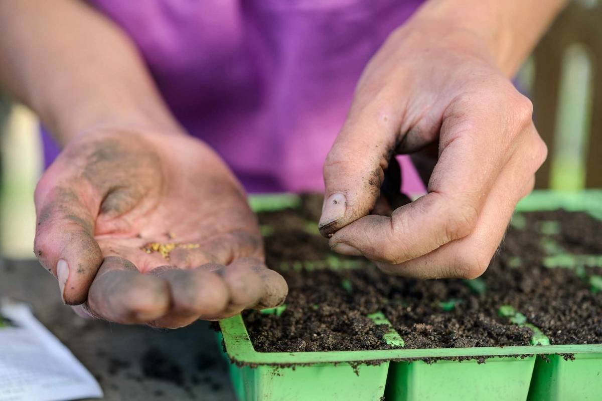 Как получить семена капусты: особенности, способы сохранения маточника