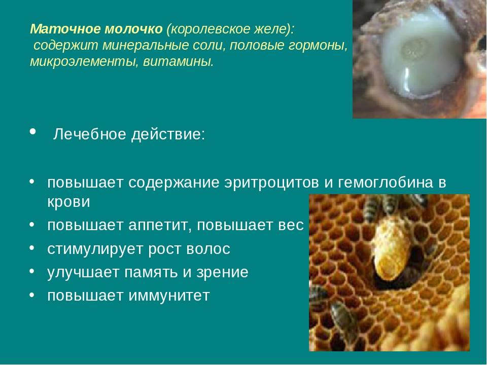 Состав пчелиного маточного молочка и действие его на организм животных и человека