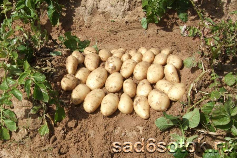 Описание и характеристика сорта картофеля чародей