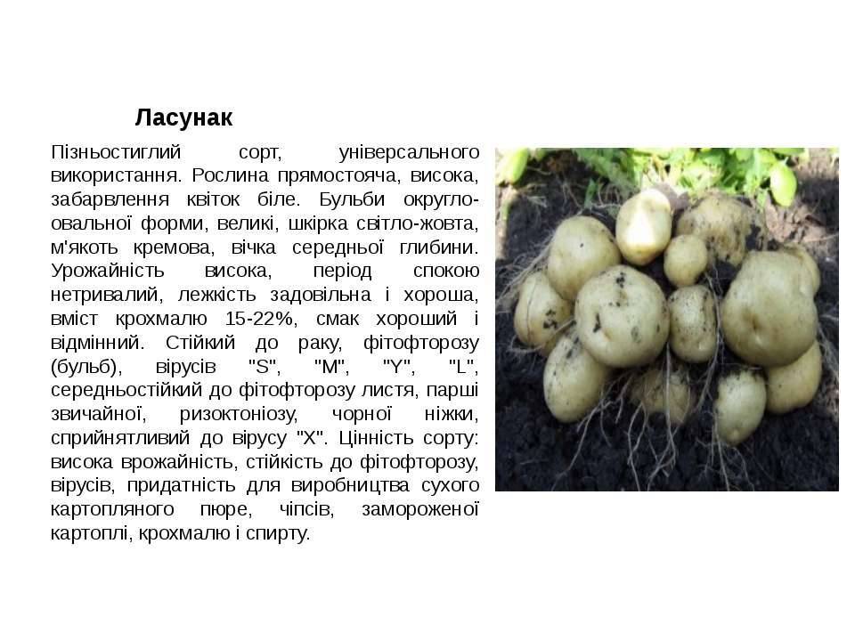 Картофель ласунок: описание сорта, характеристика, урожайность, отзывы, фото