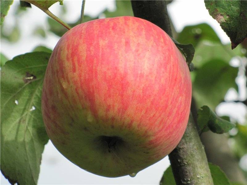 Бельфлер-китайка, яблоня: описание, особенности ухода, выращивание и отзывы