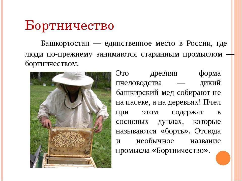 Пчеловодство в башкирии: основные медоносы и бортничество, советы для начинающих, сложности, плюсы и минусы