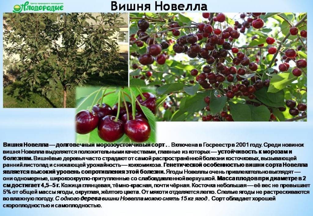 Сорта вишни для сибири фото с названием и описанием