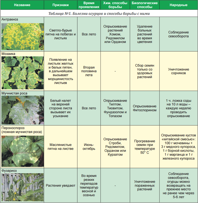 Бахчевые культуры: список растений, характеристика и особенности