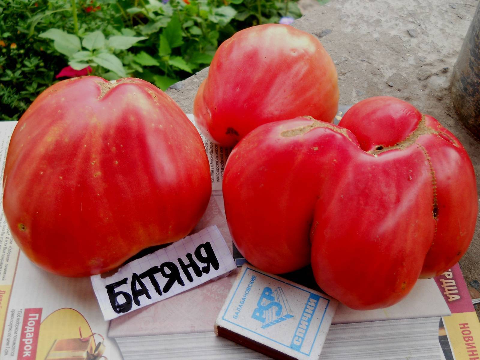 Томат "батяня": отзывы, фото, урожайность, описание сорта