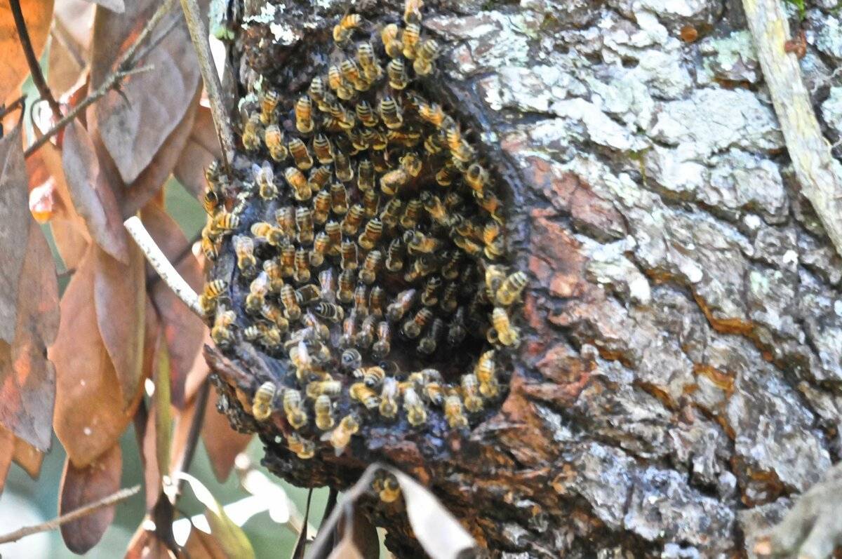 Бортевой мед: полезные свойства меда диких пчел