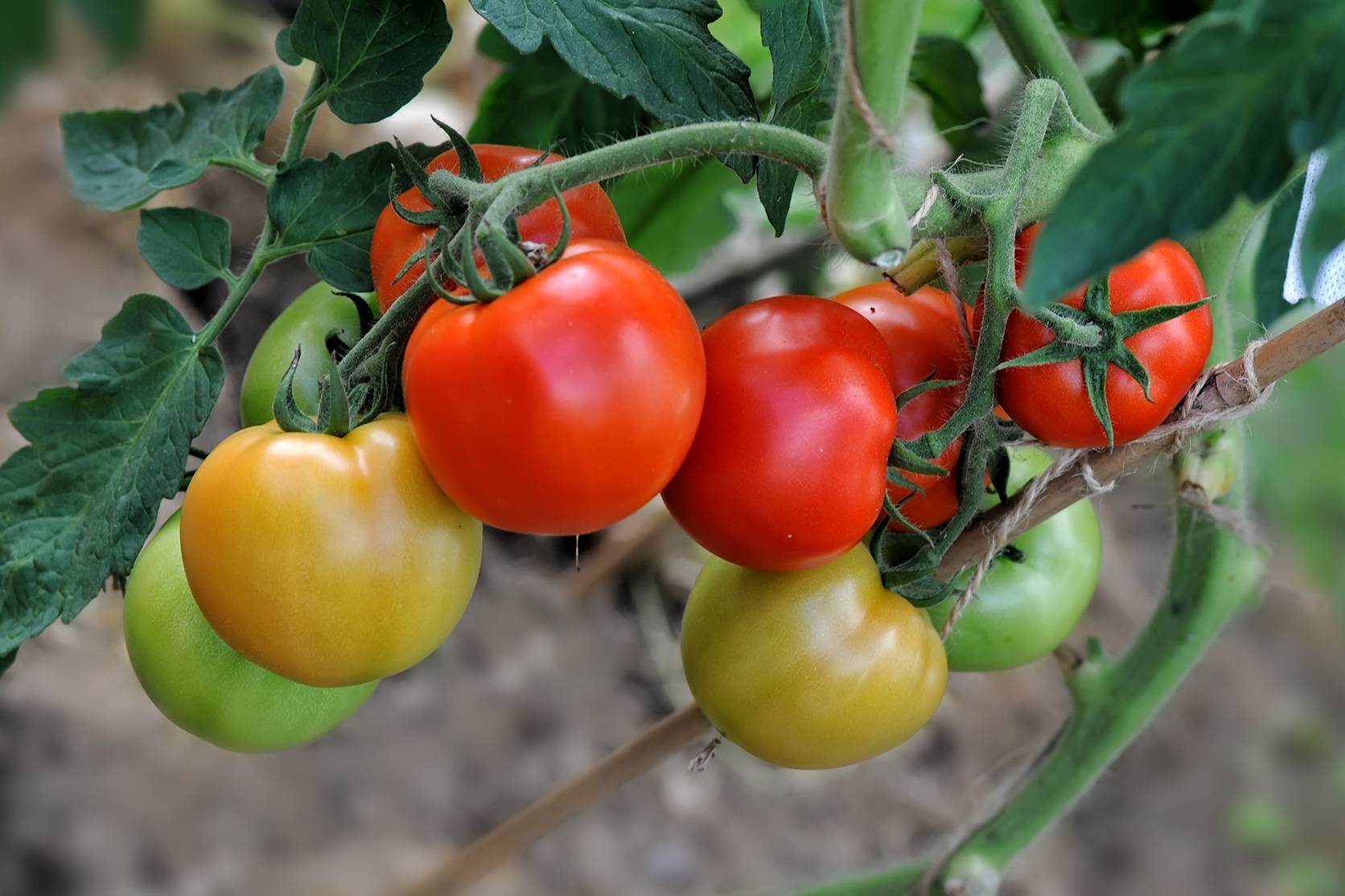 Описание лучших семян самоопыляемых сортов помидоров для теплицы