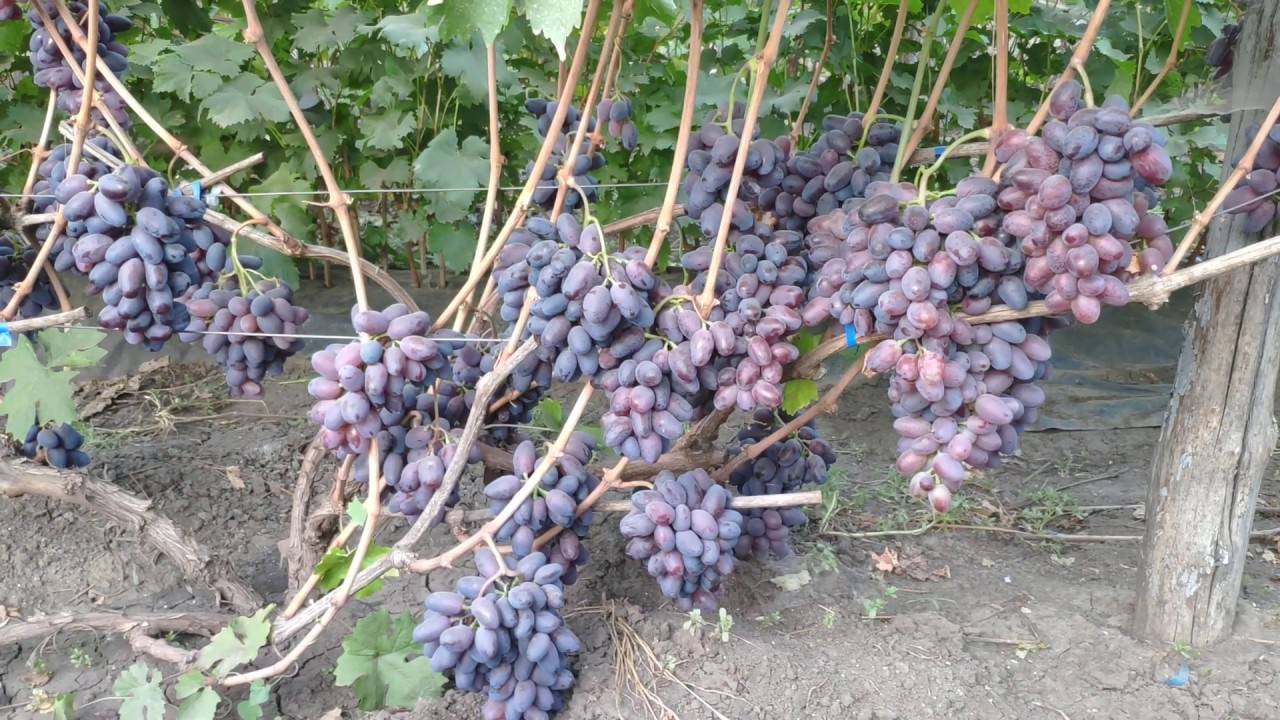 Виноград байконур – описание сорта, отзывы о выращивании этой гибридной формы на участке + видео