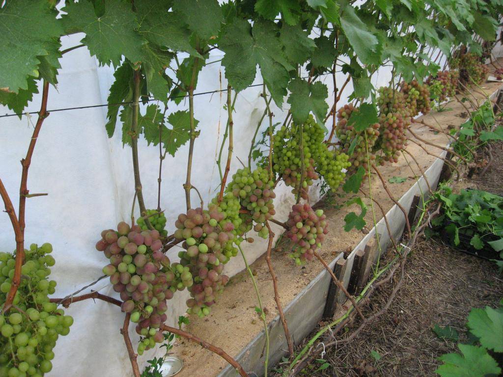 Виноград на южном урале: посадка и уход, выращивание в открытом грунте для начинающих