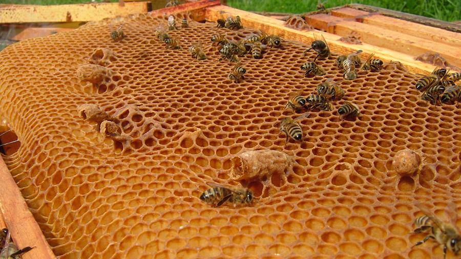 Применение и полезные свойства пчелиных сот