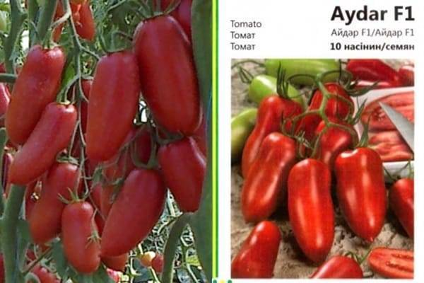Томат бонапарт f1: характеристика и описание сорта, фото помидоров и отзывы об урожайности гибрида