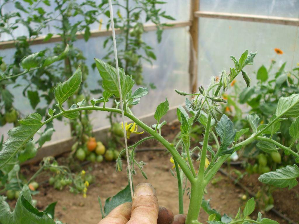 Как подвязывать помидоры: способы для теплицы из поликарбоната и грядки в открытом грунте