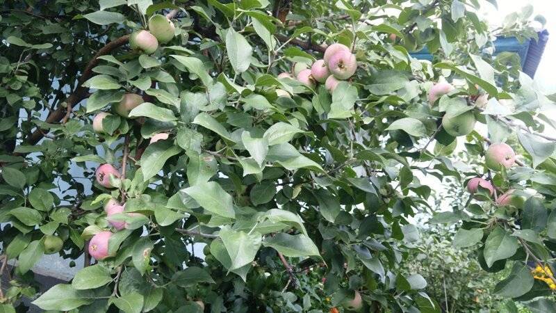 Почему яблоня не цветет и не плодоносит?