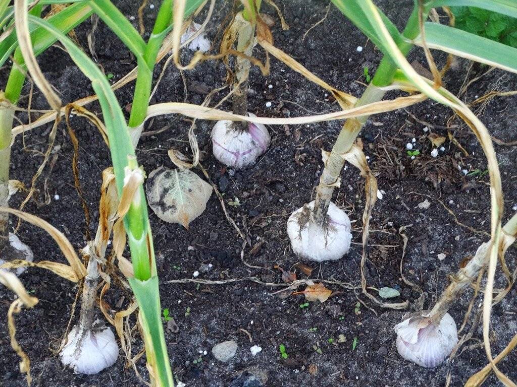 Выращивание чеснока в открытом грунте проверенными способами