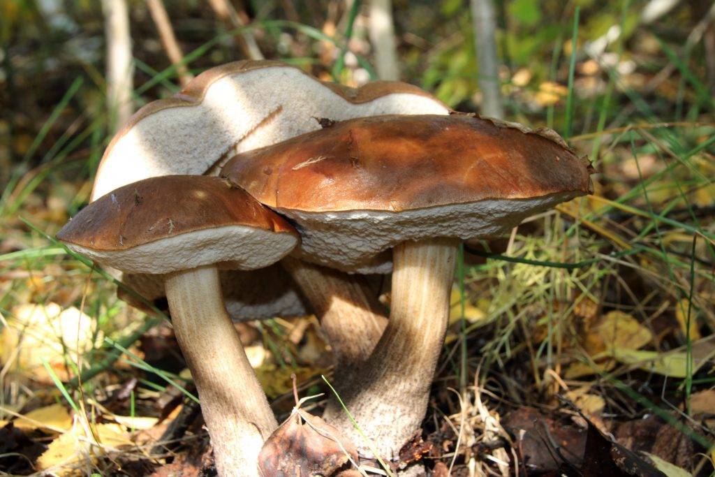 Какие съедобные грибы можно собирать весной и летом в начале и конце мая, июня, июля, августа: фото, список, названия. самые ранние съедобные грибы весной: фото, список, названия