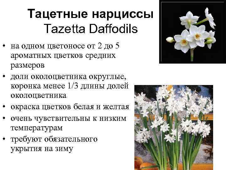 Нарцисс: описание, выращивание и размножение