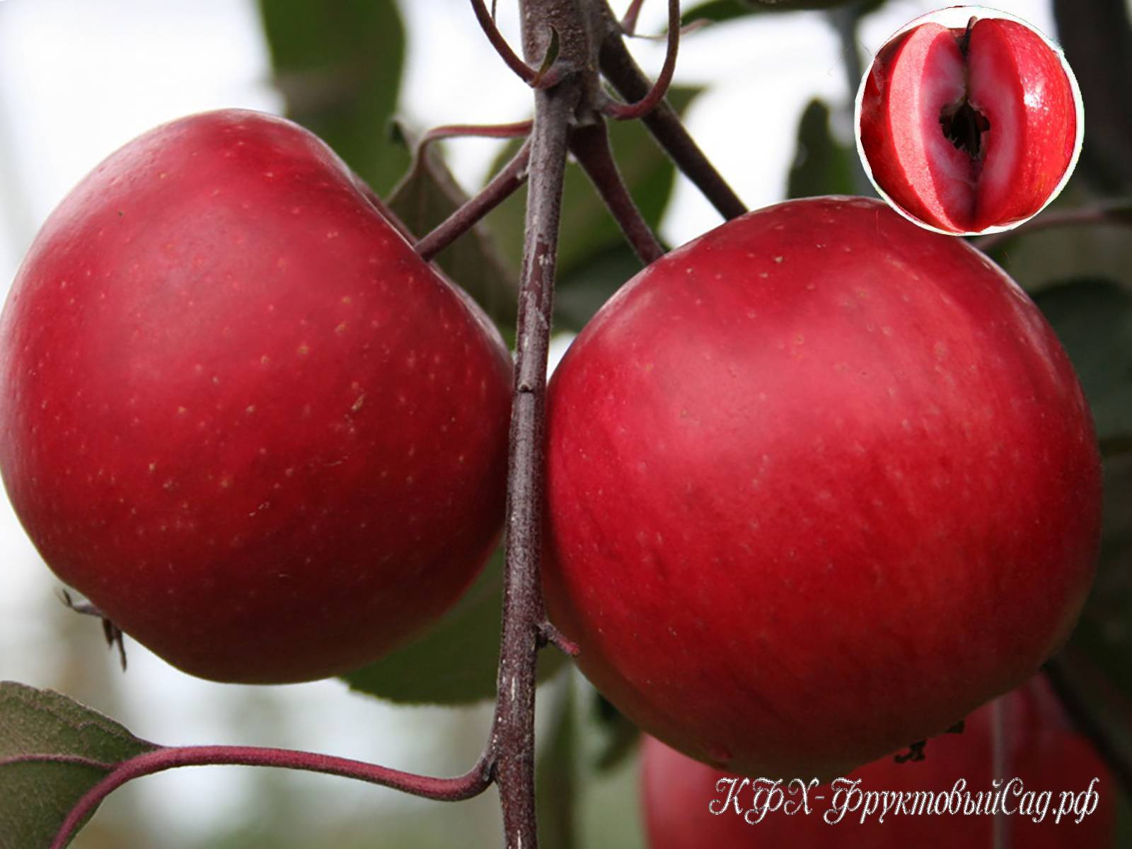 Сорта яблонь с плодами с красной мякотью: обзор, ценные свойства