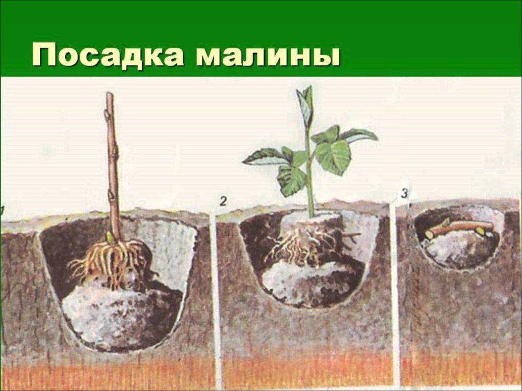 Когда лучше сажать малину для обильного урожая - фермеры россии