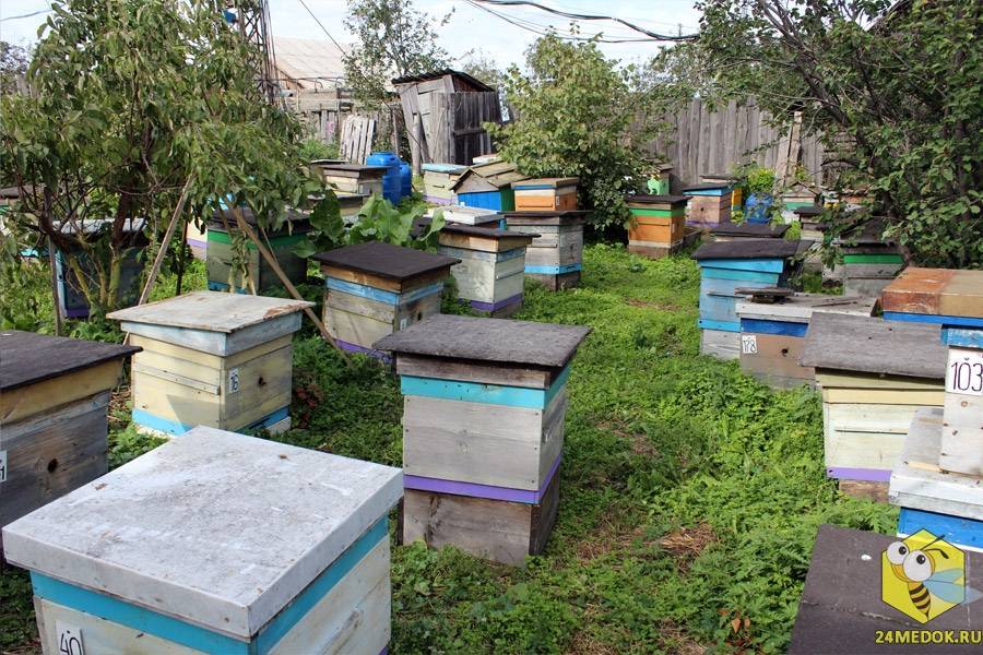 Кочевое пчеловодство:особенности и организация кочевого пчеловодства,выбор места, перевозка ульев, преимущества и недостатки