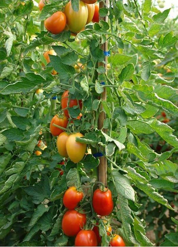 Ранние сорта томатов - ваш выбор для теплицы и открытого грунта