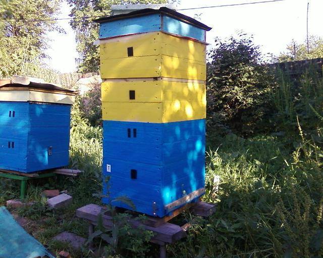 Рогатый улей: размеры на 10 рамок, методы содержания пчел, отзывы пчеловодов