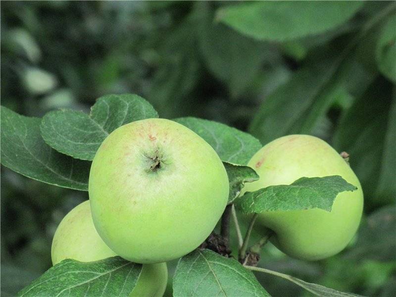 Яблоня сахарный аркад: описание и характеристики сорта, подвиды, посадка и уход