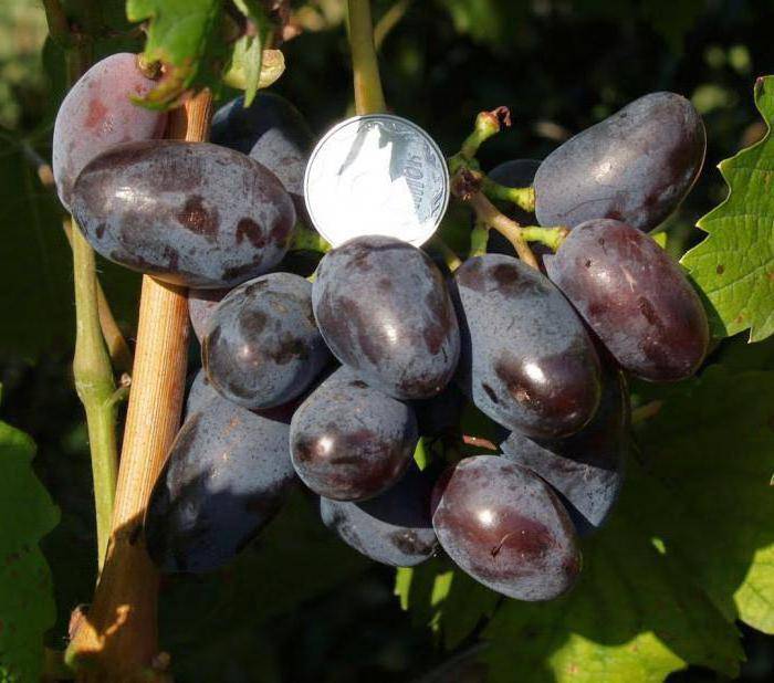 Виноград байконур: описание сорта, фото, посадка и уход