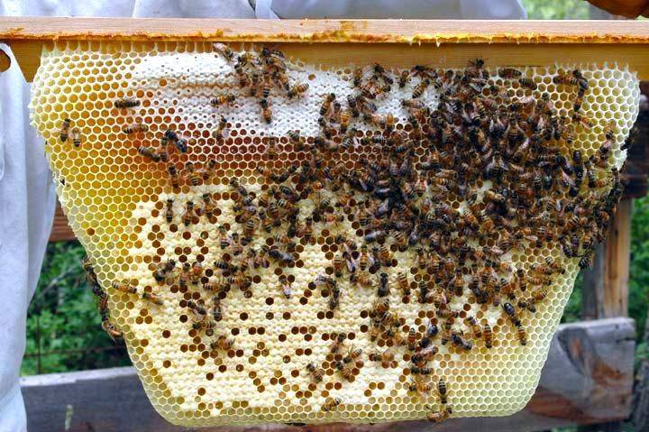Лечение пчел от паразитов — что делать?