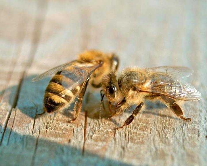 Породы пчел и их описание - агротендер