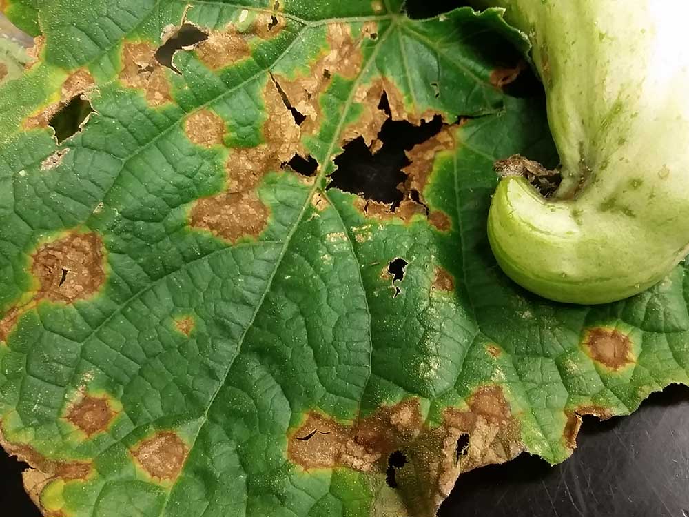 Причины ржавых пятен на листьях огурцов, чем обработать и как избавиться
