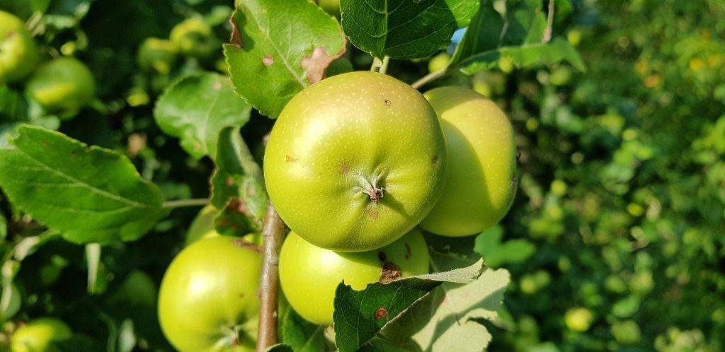 Яблоня славянка – витамины на вашем столе до конца зимы