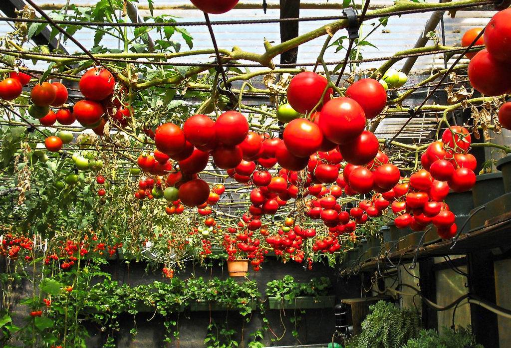 Какие помидоры лучше сажать в теплице: самые популярные урожайные сорта