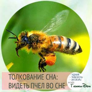 К чему снятся пчелы, толкование сна по соннику