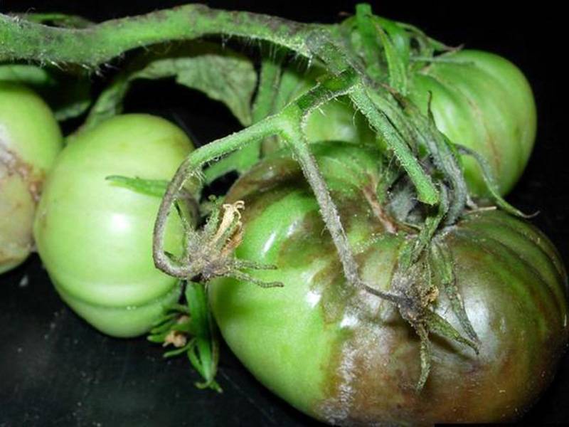 Почему чернеют помидоры в теплице и в открытом грунте: причины, что делать, лечим томаты - onwomen.ru
