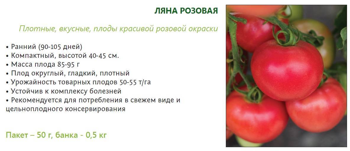 Томат ляна (55 фото): характеристика и описание сорта, помидоры розовые, отзывы