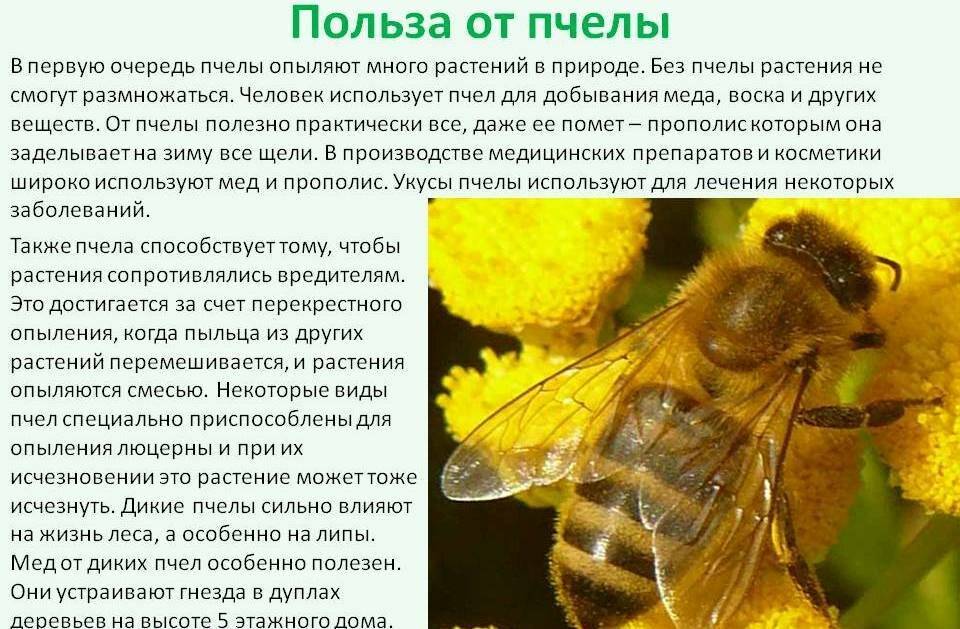 Что делают осы и зачем они нужны в природе, какую пользу приносят, вред от ос, опыляют ли растения