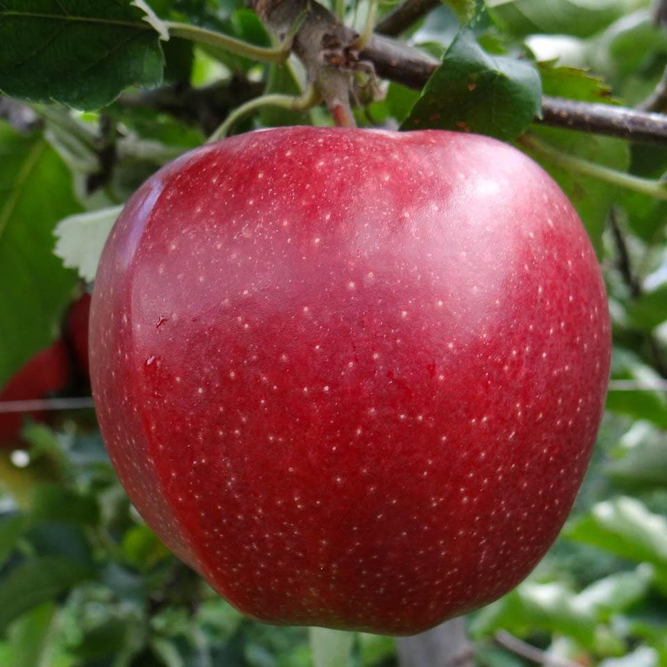 Яблоня джонаголд — позднеспелый сорт с высокими потребительскими качествами