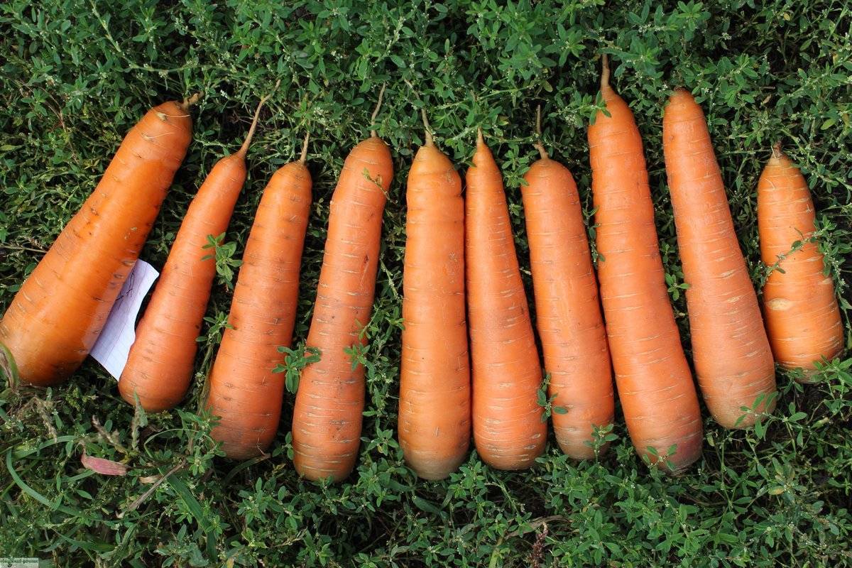 ᐉ морковь канада: описание сорта, фото, отзывы, выращивание - zookovcheg.ru