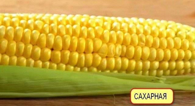 Фуражная кукуруза: что это, сорта, описание, применение