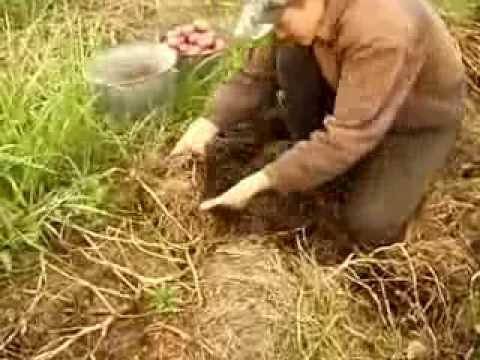 Посадка и выращивание картофеля по методу галины кизимы