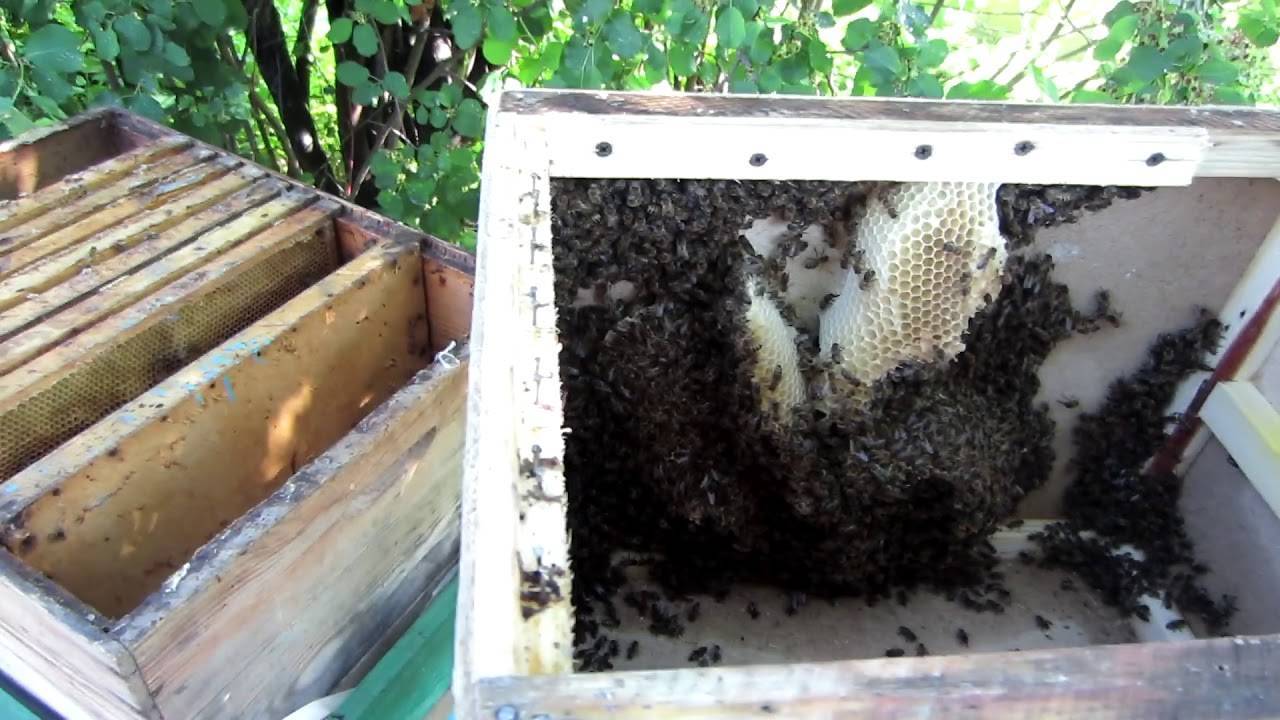 Как достать из дупла пчел, как пересадить их в улей