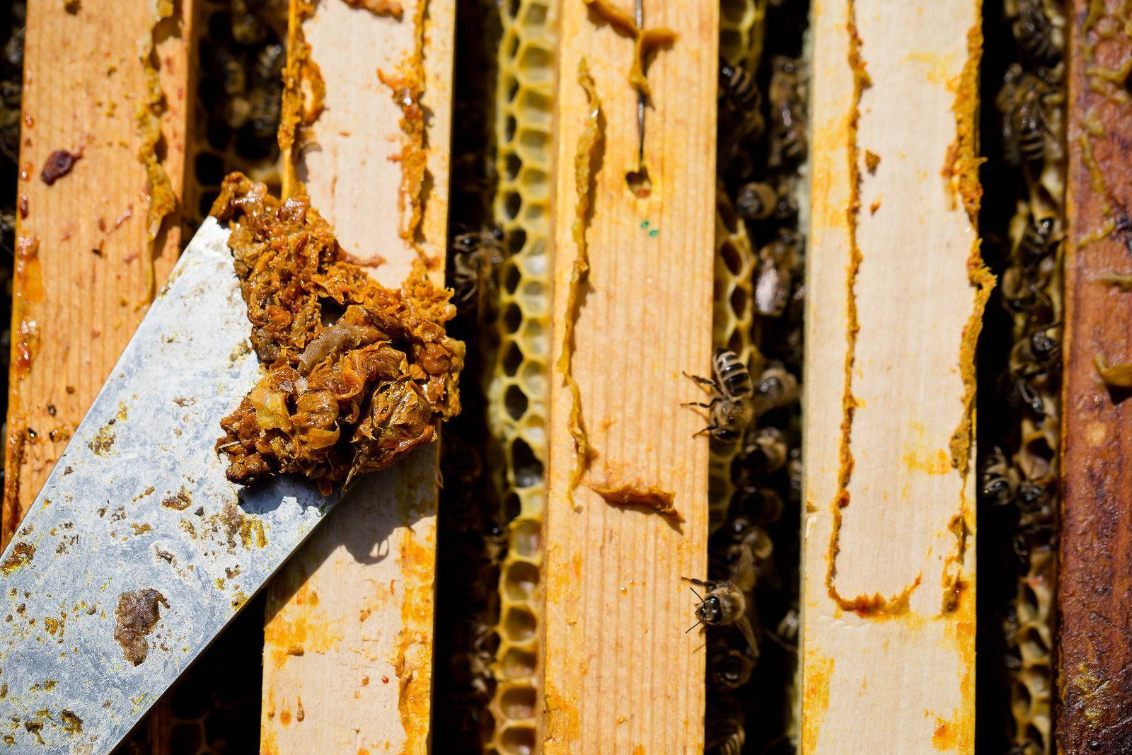 Что такое пчелиный прополис и чем он полезен?
