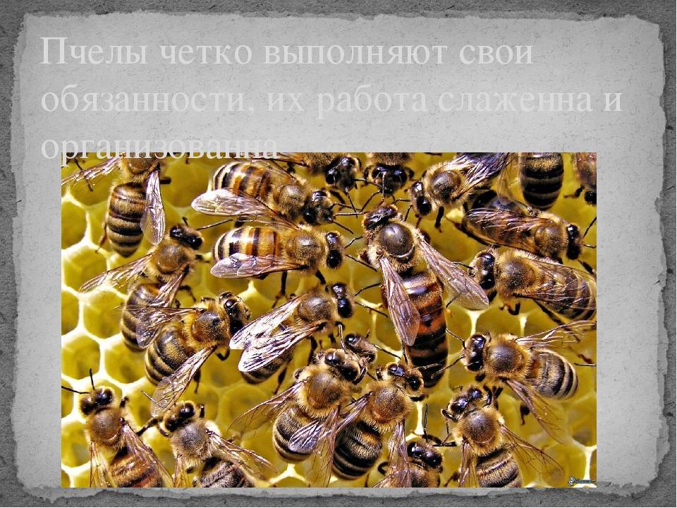 Признаки приема новой матки пчелами. основы пчеловодства [самые необходимые советы тому, кто хочет завести собственную пасеку]