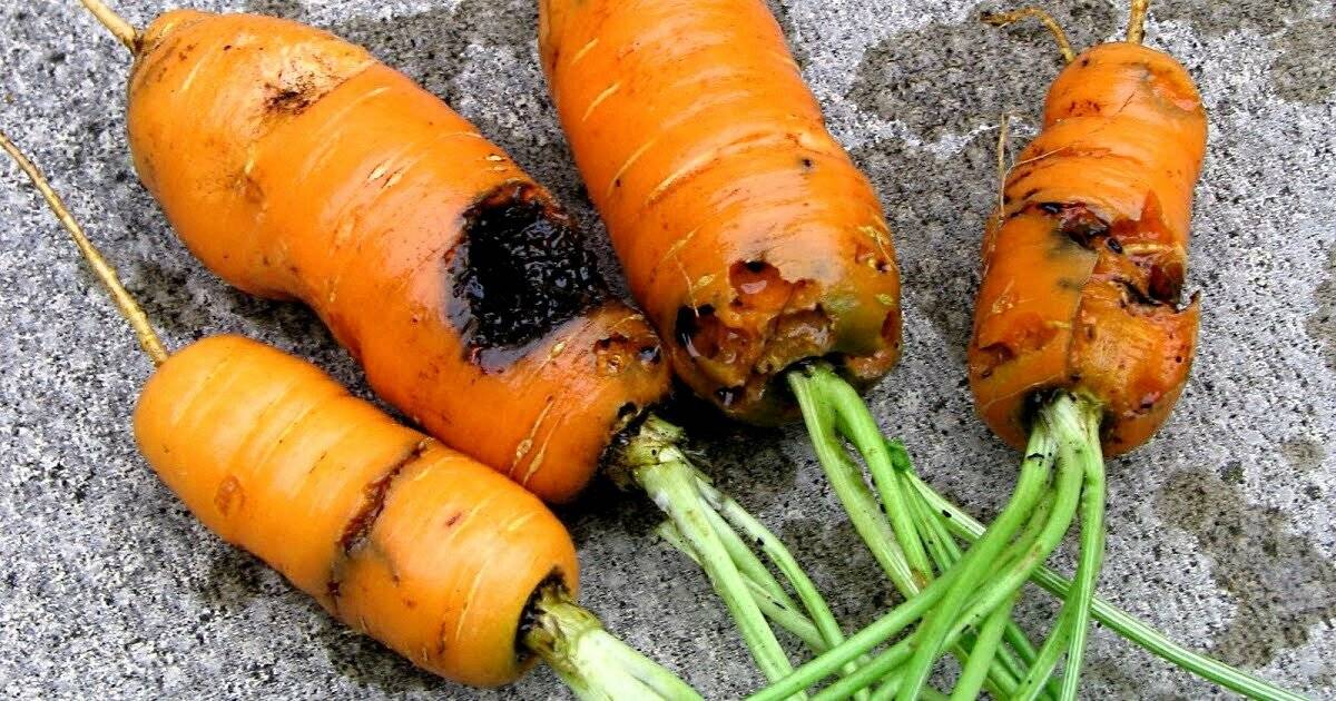 Чем обработать морковь, чтобы защитить от морковной мухи и уничтожить ее личинок