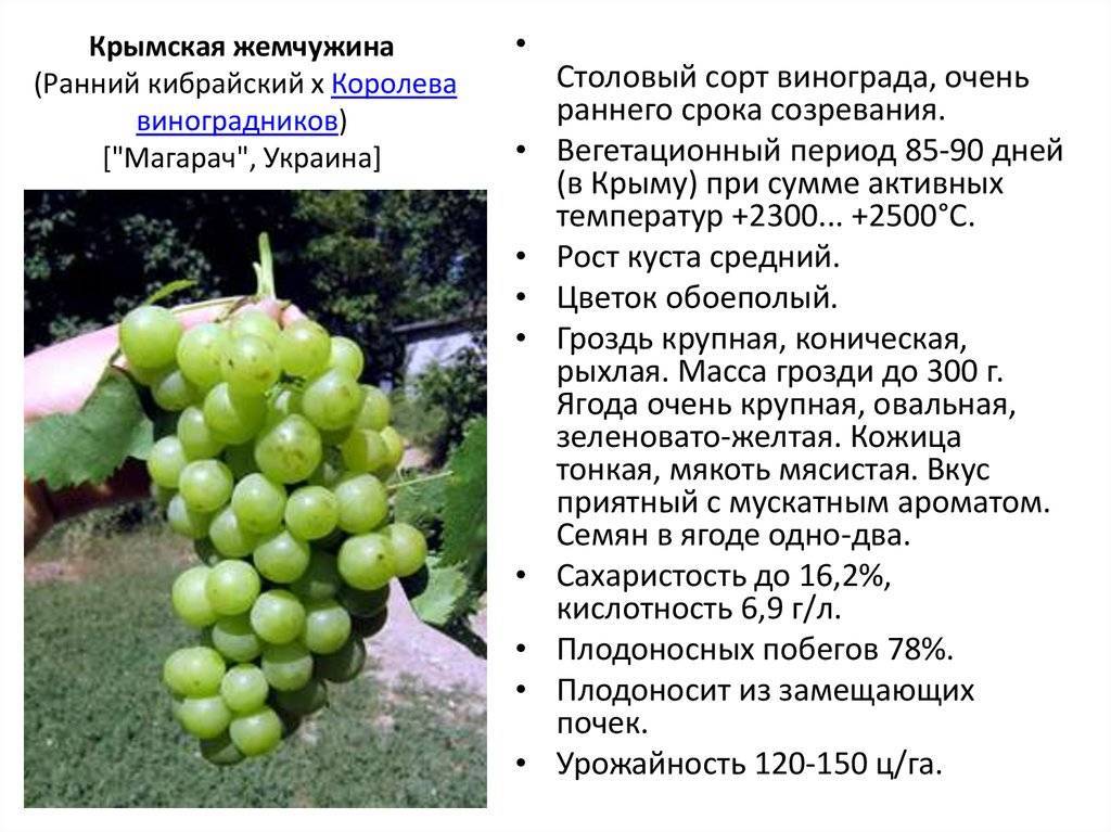 Описание и выращивание винограда сорта подарок ирине