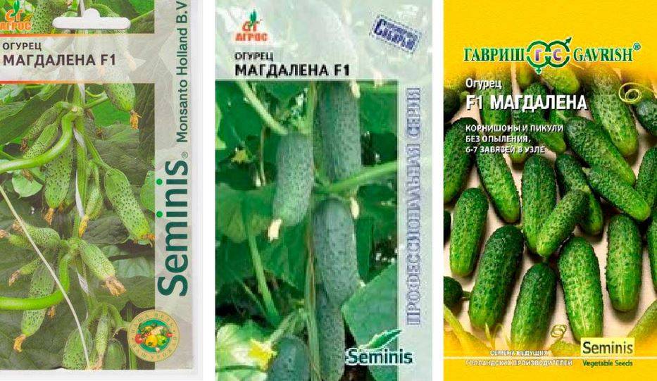 Огурцы берендей f1: отзывы, выращивание на подоконнике, описание сорта, урожайность и преимущества